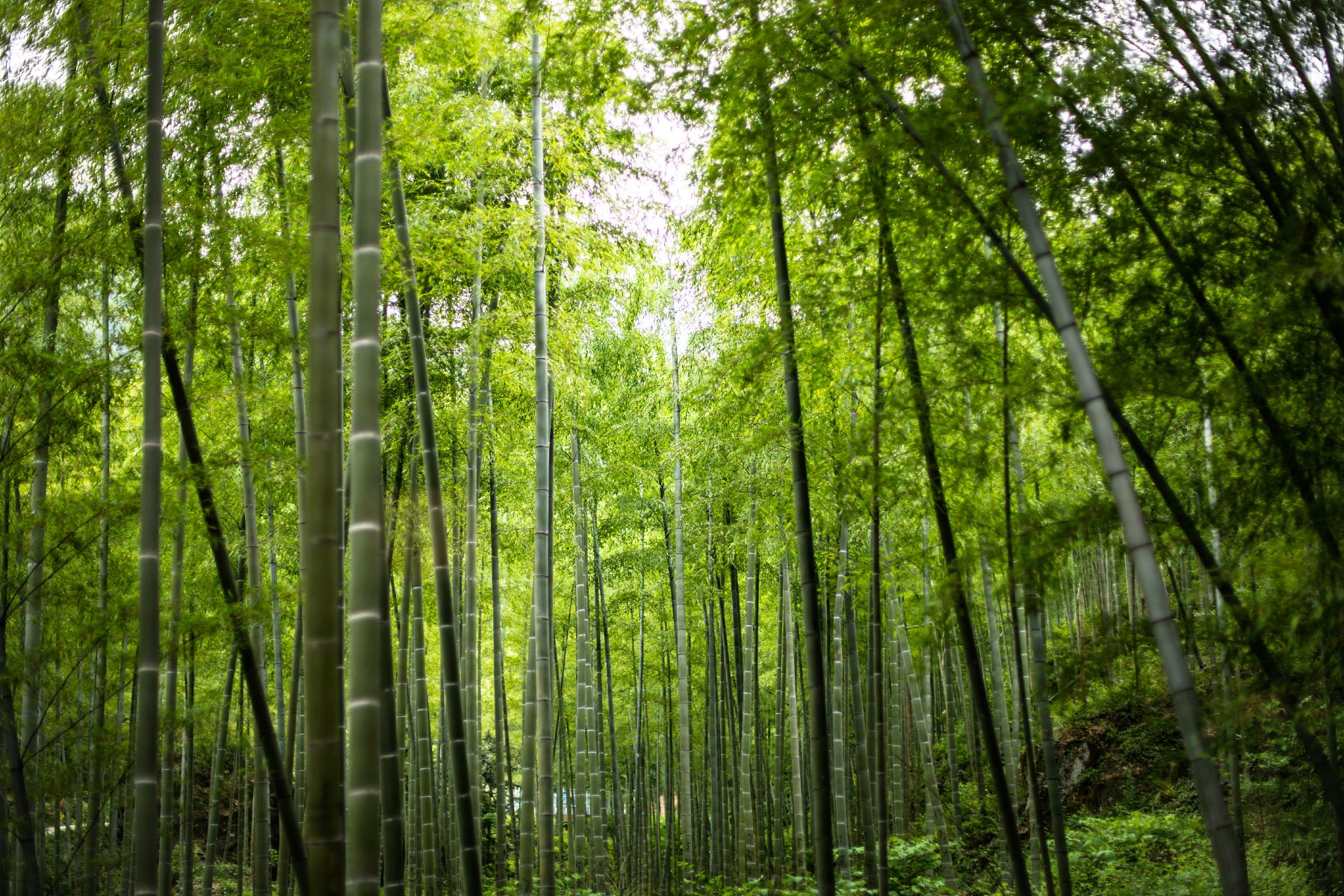 积极稳妥推进碳达峰碳中和（人民日报）