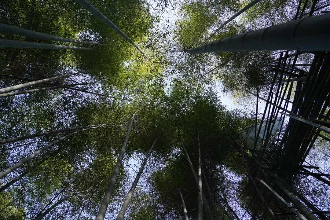 科技助力，让安吉百万亩的毛竹林变成绿色银行