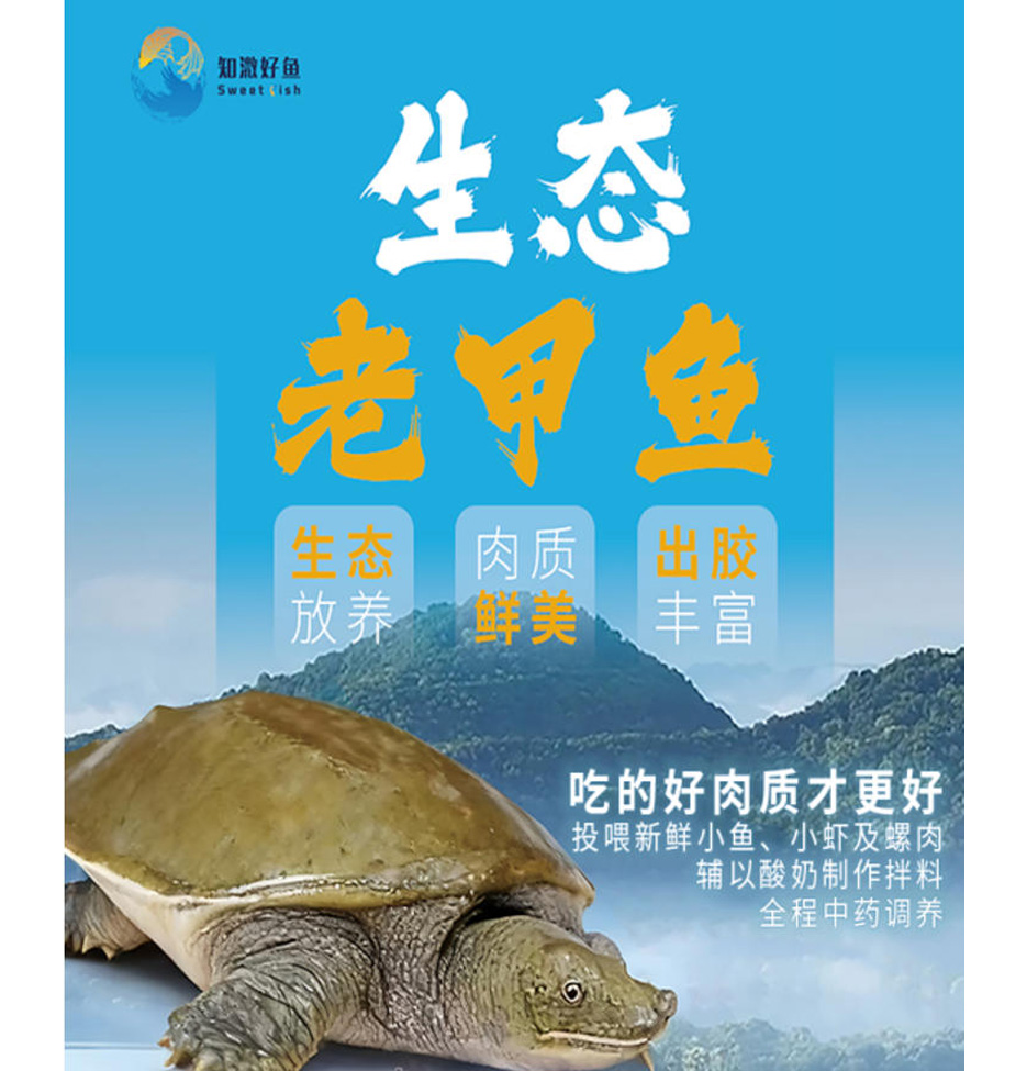 生态老甲鱼